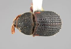 Phloeotribus remorsus by the Smithsonian. Used under a CC0 license.