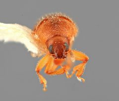 Phloeotribus simplicidens by the Smithsonian. Used under a CC0 license.