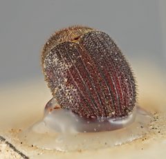 Phloeotribus vestitus by the Smithsonian. Used under a CC0 license.