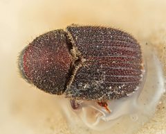Phloeotribus vestitus by the Smithsonian. Used under a CC0 license.