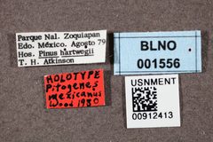 Pityogenes mexicanus by the Smithsonian. Used under a CC0 license.