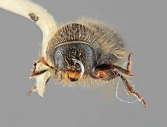 Pityogenes mexicanus by the Smithsonian. Used under a CC0 license.