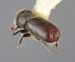 Pityogenes mexicanus by the Smithsonian. Used under a CC0 license.