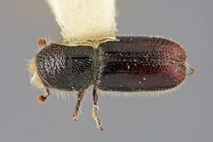 Pityogenes mexicanus by the Smithsonian. Used under a CC0 license.