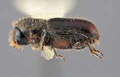 Pityogenes mexicanus by the Smithsonian. Used under a CC0 license.