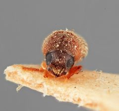 Polygraphus anogeissi by the Smithsonian. Used under a CC0 license.