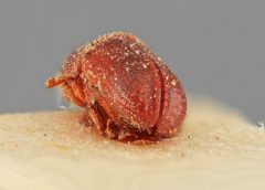 Polygraphus difficilis by the Smithsonian. Used under a CC0 license.