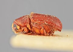 Polygraphus difficilis by the Smithsonian. Used under a CC0 license.