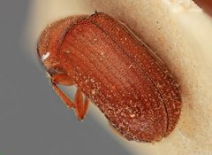 Polygraphus querci by the Smithsonian. Used under a CC0 license.