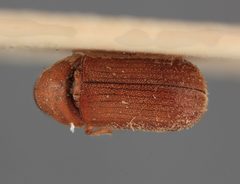 Polygraphus querci by the Smithsonian. Used under a CC0 license.