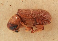 Polygraphus querci by the Smithsonian. Used under a CC0 license.