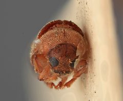 Polygraphus querci by the Smithsonian. Used under a CC0 license.