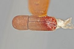 Premnobius quadridens by the Smithsonian. Used under a CC0 license.