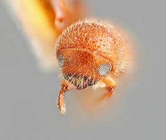 Premnobius quadridens by the Smithsonian. Used under a CC0 license.