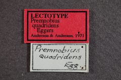 Premnobius quadridens by the Smithsonian. Used under a CC0 license.