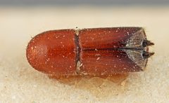 Premnobius spinifer by the Smithsonian. Used under a CC0 license.