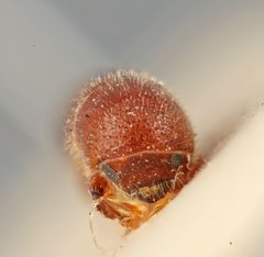 Premnobius spinifer by the Smithsonian. Used under a CC0 license.