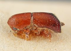 Premnobius spinifer by the Smithsonian. Used under a CC0 license.