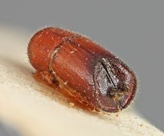 Premnobius spinifer by the Smithsonian. Used under a CC0 license.