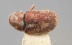 Pseudohylesinus pini by the Smithsonian. Used under a CC0 license.