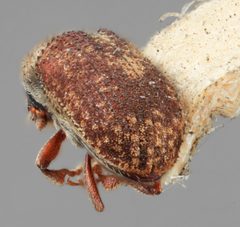 Pseudohylesinus pini by the Smithsonian. Used under a CC0 license.