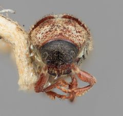 Pseudohylesinus pini by the Smithsonian. Used under a CC0 license.