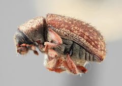 Pseudohylesinus pini by the Smithsonian. Used under a CC0 license.