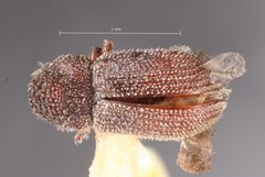 Pseudothysanoes barberi by the Smithsonian. Used under a CC0 license.