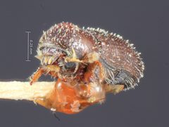Pseudothysanoes huachucae by the Smithsonian. Used under a CC0 license.