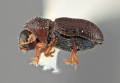 Pseudothysanoes plumalis by the Smithsonian. Used under a CC0 license.
