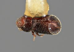 Pseudothysanoes spinura by the Smithsonian. Used under a CC0 license.