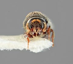 Pseudothysanoes turnbowi by the Smithsonian. Used under a CC0 license.