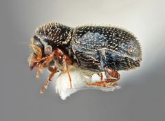 Pseudothysanoes turnbowi by the Smithsonian. Used under a CC0 license.