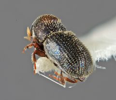 Pseudothysanoes turnbowi by the Smithsonian. Used under a CC0 license.