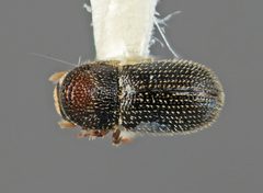 Pseudothysanoes turnbowi by the Smithsonian. Used under a CC0 license.