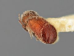 Pseudothysanoes vesculus by the Smithsonian. Used under a CC0 license.