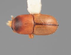 Scolytodes cedrelae by the Smithsonian. Used under a CC0 license.
