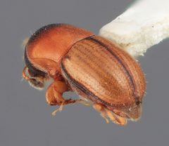 Scolytodes cedrelae by the Smithsonian. Used under a CC0 license.