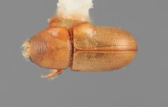Scolytodes facetus by the Smithsonian. Used under a CC0 license.