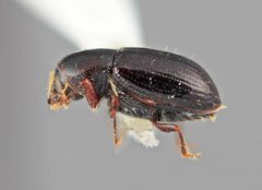 Scolytodes fulmineus by the Smithsonian. Used under a CC0 license.