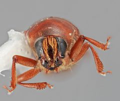 Scolytodes gunnerae by the Smithsonian. Used under a CC0 license.
