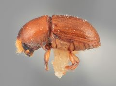 Scolytodes perditus by the Smithsonian. Used under a CC0 license.