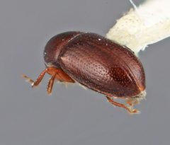 Scolytodes pumilus by the Smithsonian. Used under a CC0 license.