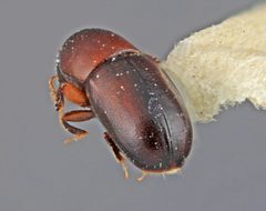 Scolytodes retifer by the Smithsonian. Used under a CC0 license.