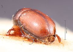 Scolytodes rugulosus by the Smithsonian. Used under a CC0 license.