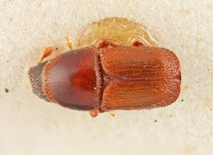 Scolytus bicallosus by the Smithsonian. Used under a CC0 license.