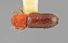 Thysanoes neotropicus by the Smithsonian. Used under a CC0 license.