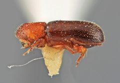 Thysanoes neotropicus by the Smithsonian. Used under a CC0 license.