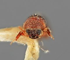 Thysanoes neotropicus by the Smithsonian. Used under a CC0 license.