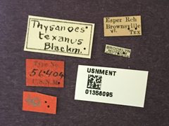Thysanoes texanus by the Smithsonian. Used under a CC0 license.